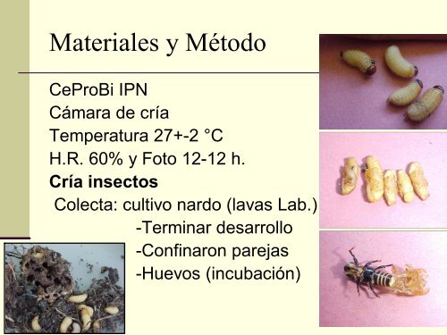 Evaluación de 3 dietas artificiales para la cría en ... - CEDAF