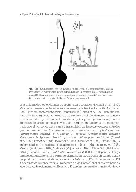 Los escolÃ­tidos de las conÃ­feras del PaÃ­s Vasco - Nasdap.ejgv ...