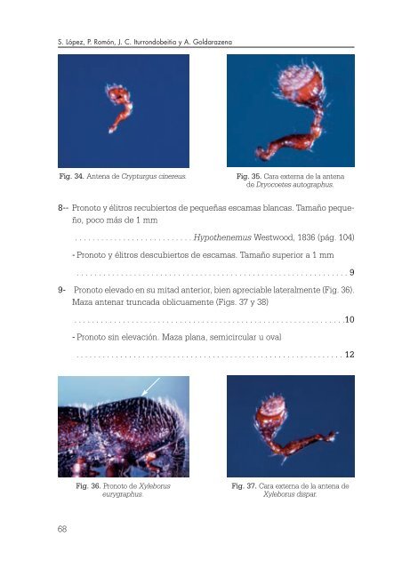 Los escolÃ­tidos de las conÃ­feras del PaÃ­s Vasco - Nasdap.ejgv ...