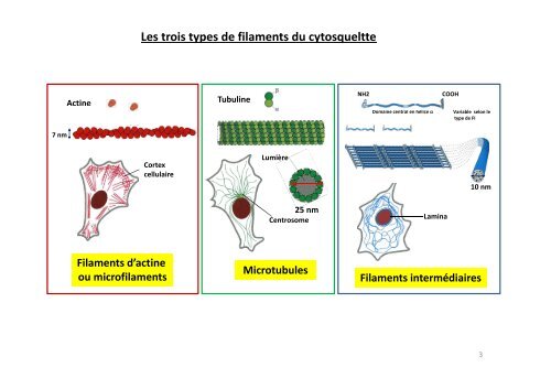 LE CYTOSQUELETTE - Faculté de Médecine de Limoges ...