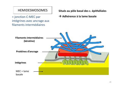 LE CYTOSQUELETTE - Faculté de Médecine de Limoges ...