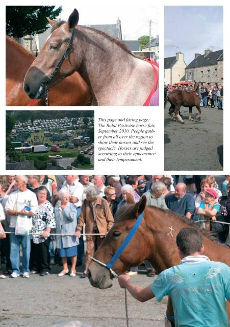 Breton Horses - thecbj.com