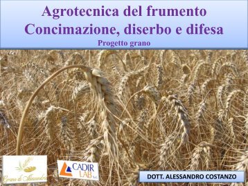 Agrotecnica del frumento - Confagricoltura Alessandria