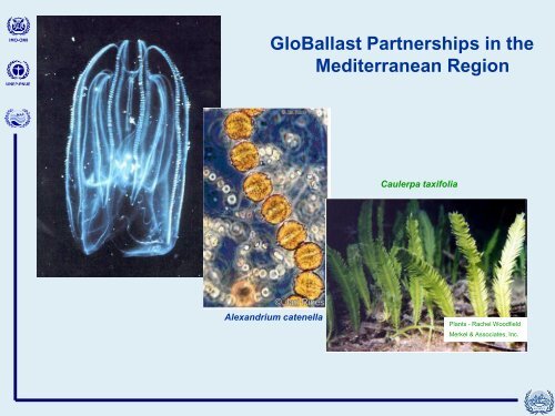 GloBallast in the Mediterranean region - rempec