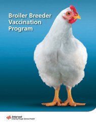 Broiler Breeder Vaccination Program - Merck Animal Health