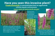 Purple loosestrife - Washington State Noxious Weed Control Board