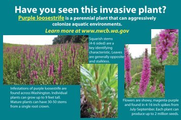 Purple loosestrife - Washington State Noxious Weed Control Board