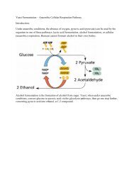 Yeast Fermentation Lab