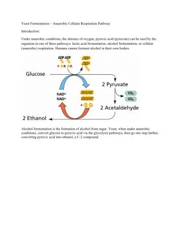 Yeast Fermentation Lab