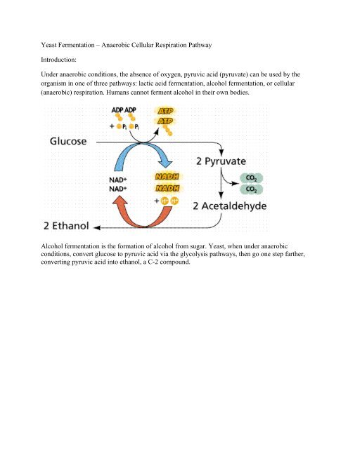 What is the role of yeast in fermentation? - Explore Yeast