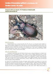 Carabus (Oreocarabus) ghilianii - Ministerio de Agricultura ...