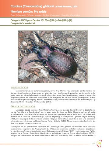 Carabus (Oreocarabus) ghilianii - Ministerio de Agricultura ...