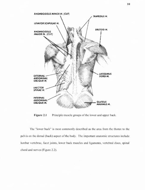 An ergonomic assessment of the airline baggage handler