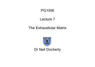 PG1006 Lecture 7 The Extracellular Matrix