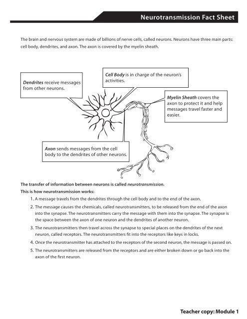 Neurotransmission Fact Sheet