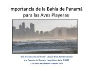 La Importancia de la Bahía de Panamá para las Aves Playeras