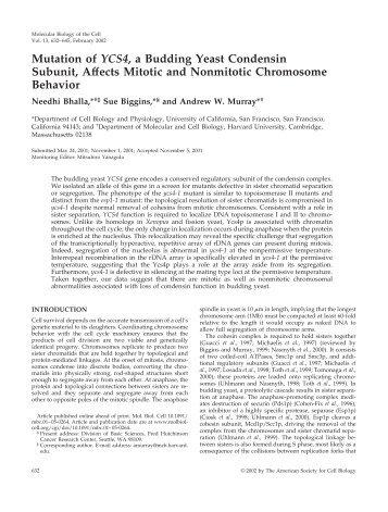 Mutation of YCS4, a Budding Yeast Condensin Subunit - Molecular ...