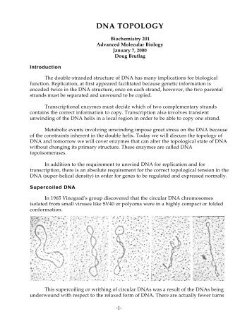 DNA Topology Handout - Cmgm Stanford