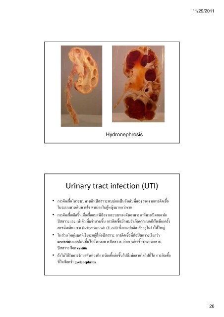 ระบบขับถายปสสาวะ (Kidney and Urinary ... - มหาวิทยาลัยนเรศวร