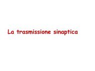 La trasmissione sinaptica - Body Works