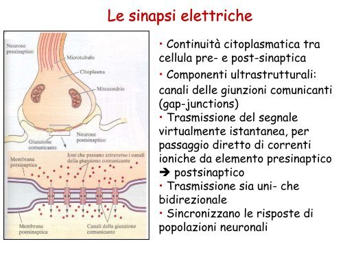 La trasmissione sinaptica - Body Works