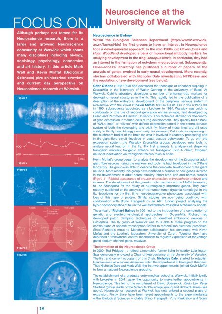 Thalamostriatal projections revisited - British Neuroscience ...