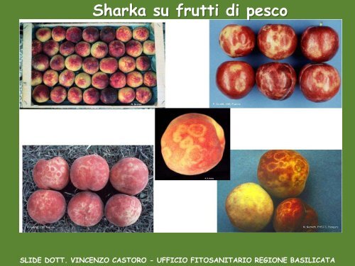 Vivaismo e innovazione in frutticoltura - FreshPlaza