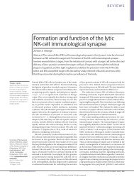 Formation and function of the lytic NK‑cell immunological synapse