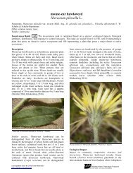 mouse-ear hawkweed Hieracium pilosella L. - Alaska Natural ...
