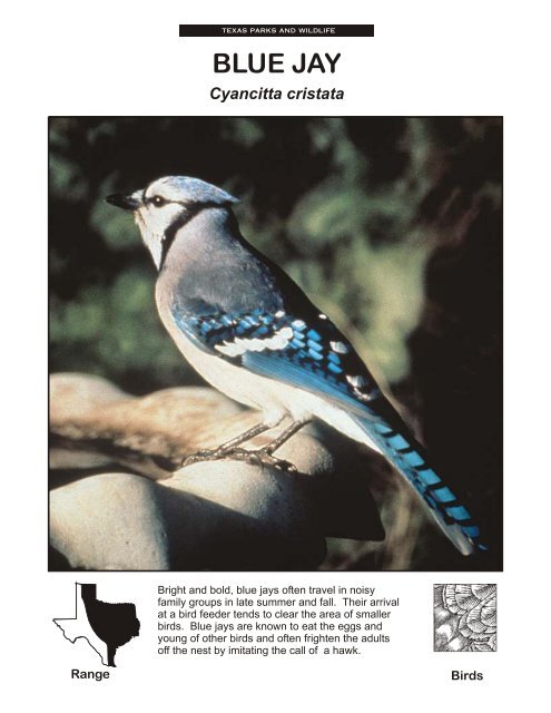 Blue Jay The State Of Water