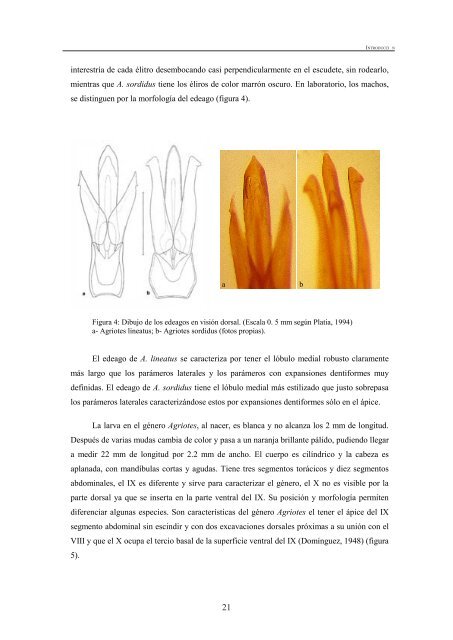 BiologÃ­a del gusano de alambre (Agriotes spp.) - Nasdap.ejgv ...