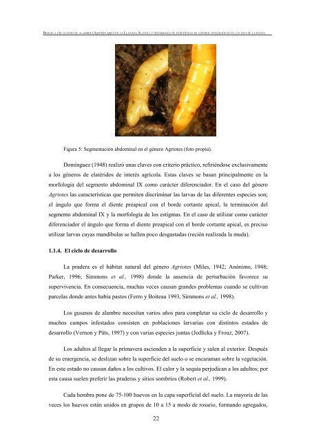 BiologÃ­a del gusano de alambre (Agriotes spp.) - Nasdap.ejgv ...
