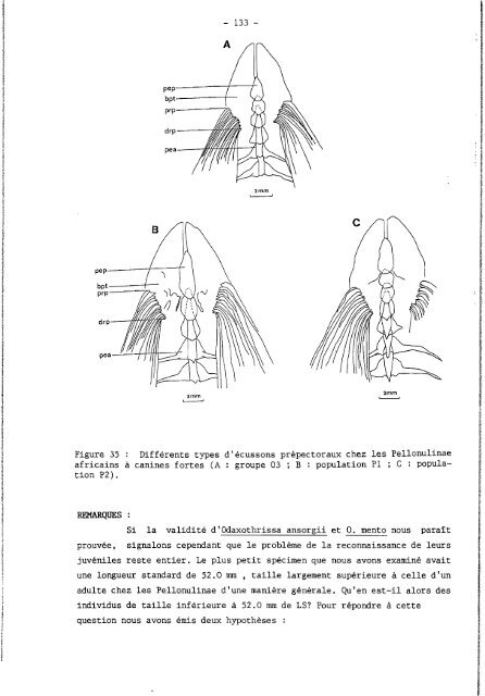 rÃ©vision systÃ©matique des clupeidae d'eau douce de l'ouest et du ...