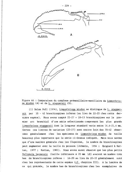 rÃ©vision systÃ©matique des clupeidae d'eau douce de l'ouest et du ...