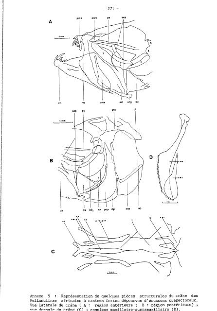 rÃ©vision systÃ©matique des clupeidae d'eau douce de l'ouest et du ...