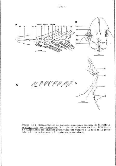 rÃ©vision systÃ©matique des clupeidae d'eau douce de l'ouest et du ...