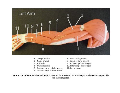 1. Triceps brachii 2. Biceps brachii 3. Brachialis 4