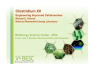 Engineering the Clostridium thermocellum cellulosome - Clostridia
