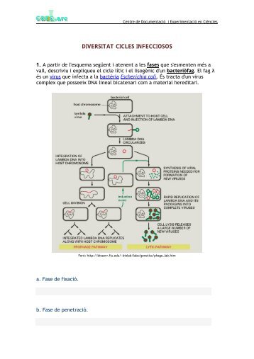 diversitat de cicles infecciosos