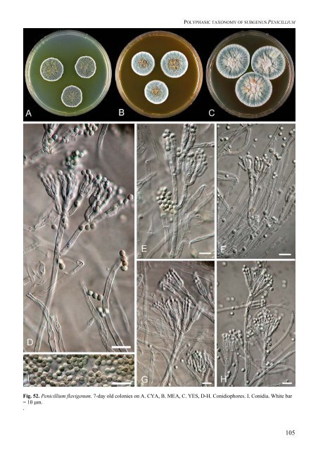 Polyphasic taxonomy of Penicillium subgenus Penicillium A ... - CBS