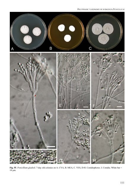 Polyphasic taxonomy of Penicillium subgenus Penicillium A ... - CBS