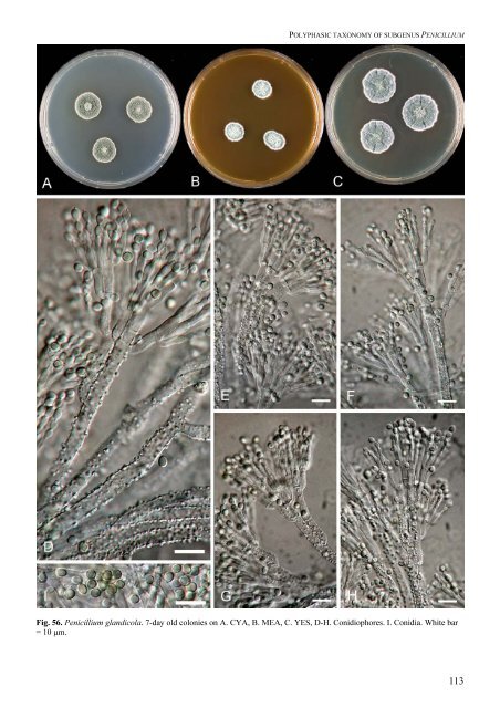 Polyphasic taxonomy of Penicillium subgenus Penicillium A ... - CBS