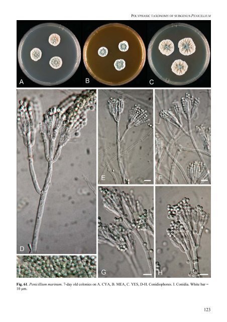 Polyphasic taxonomy of Penicillium subgenus Penicillium A ... - CBS