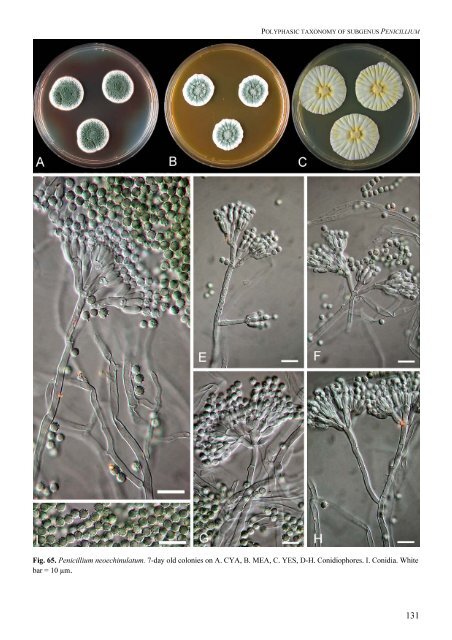 Polyphasic taxonomy of Penicillium subgenus Penicillium A ... - CBS