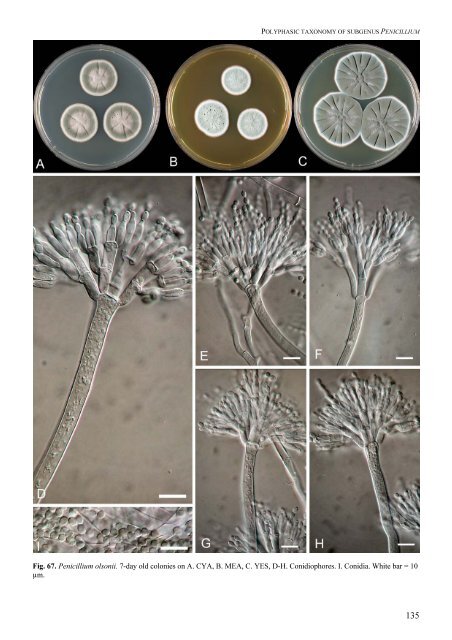 Polyphasic taxonomy of Penicillium subgenus Penicillium A ... - CBS