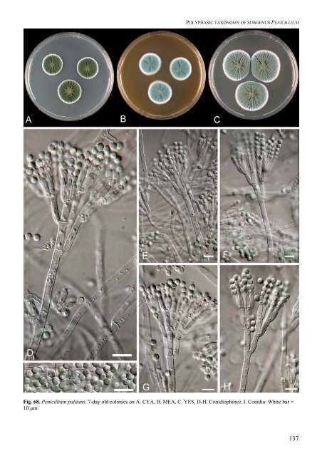 Polyphasic taxonomy of Penicillium subgenus Penicillium A ... - CBS