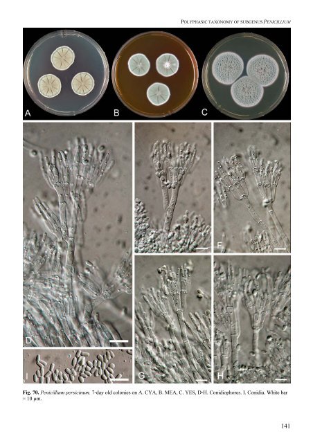 Polyphasic taxonomy of Penicillium subgenus Penicillium A ... - CBS