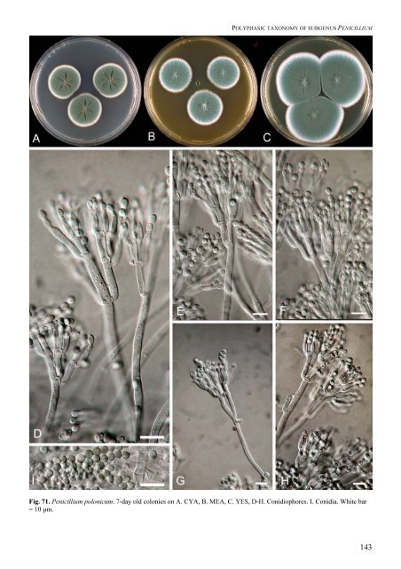 Polyphasic taxonomy of Penicillium subgenus Penicillium A ... - CBS