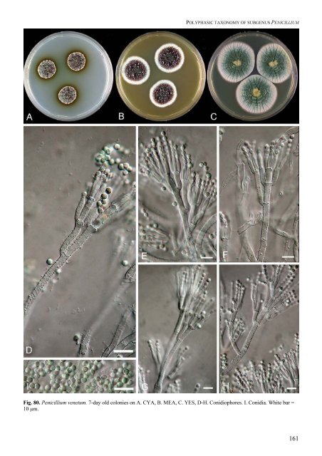 Polyphasic taxonomy of Penicillium subgenus Penicillium A ... - CBS