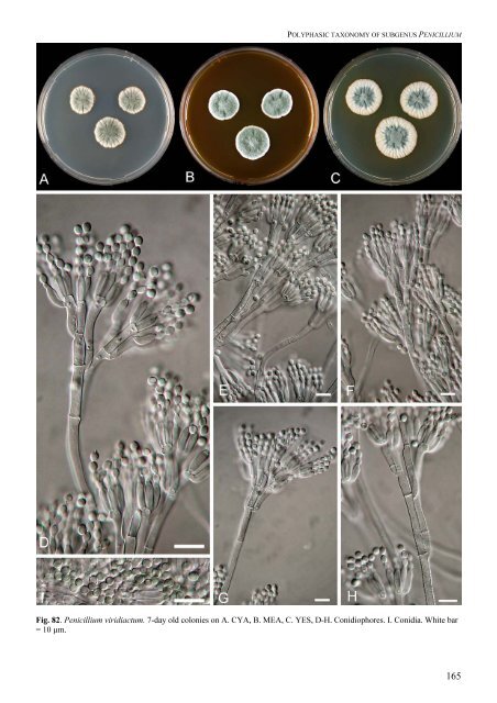 Polyphasic taxonomy of Penicillium subgenus Penicillium A ... - CBS